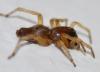 Clubiona sp.